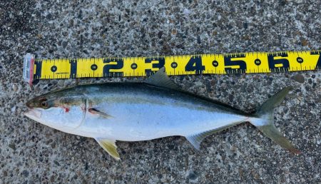 東二見でヒラメ釣り